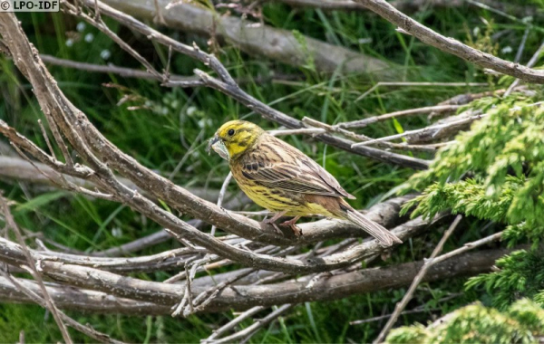 Bruant jaune